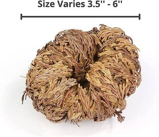 Rose of Jericho