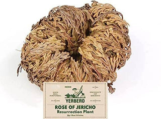 Rose of Jericho